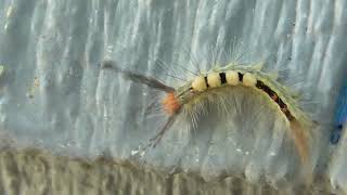 Whitemarked Tussock Moth Caterpillar [upl. by Land]