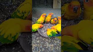 Sun conure beautiful parrot birdsvideoshortsviral [upl. by Kinghorn]