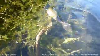 A fish caught by a garter snake [upl. by Nelyk297]