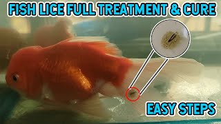 Argulus Fish Parasite  How To Remove From Goldfish  Full Treatment In Easy Steps  No Chemical [upl. by Kcirdneked837]