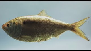 Help Save Menhaden Quite Possibly the Most Important Fish in the Sea  Pew [upl. by Aicinad]