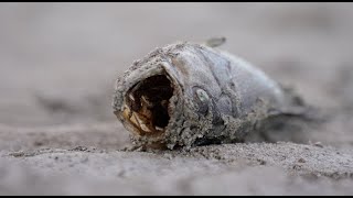 SOMETHING FISHY CSUB biology professors find hundreds of dead fish in dry Kern River [upl. by Lincoln]