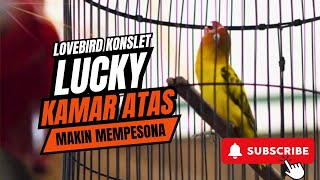 PARAH ‼️ LOVEBIRD LUCKY  KAMAR ATAS [upl. by Yelkao172]