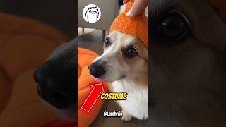 TUTTI GLI ALTRI CANI RIDONO DEL SUO COSTUME DI HALLOWEEN 😭💔 [upl. by Violante]