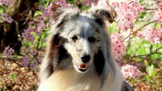 Marnie Sheltie ❤ Amazing Dog Tricks ❤ [upl. by Hannah376]