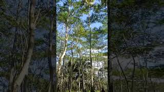 paper tree or falcata tree ang taastree falcatashorts shortvideo short shortsfeed [upl. by Nuahsad595]