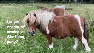 Do you dream of owning a Shetland pony TV Episode 413 [upl. by Adelaida886]