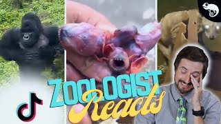 Zoologist Reacts To Viral Animal TikTok [upl. by Badr]