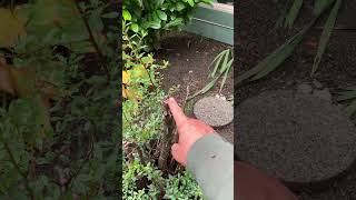 Pyracantha corrective pruning remove dead stems landscaper garden pruning shrubs [upl. by Rianna714]