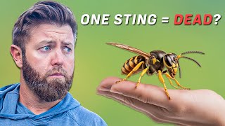 10 Most Dangerous Insects In The World [upl. by Ayamat]