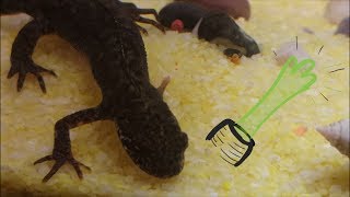 Salamander limb regeneration 5th week [upl. by Hugibert]