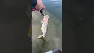 Walleye release Ronkonkoma lake kayak fishing [upl. by Bartosch]