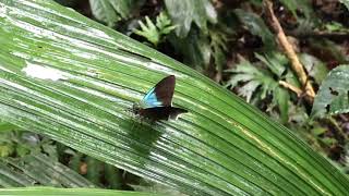 アラルドゥスアオネオオセセリTelegonus alardusAstraptes alardus ナポ・アプヤ 20181025 Apuya Napo Butterfly of Ecuador [upl. by Enehs]