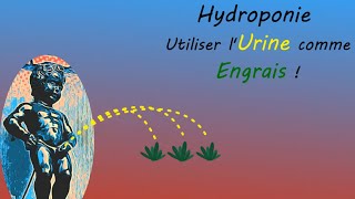 Hydroponie  Cultiver des Salades avec Urine comme Engrais [upl. by Isabelle]