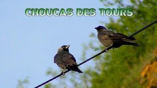 CHOUCAS des TOURS  Werstern Jackdaw [upl. by Hertz]