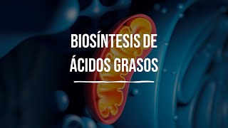 Biosíntesis de Ácidos Grasos  Metabolismo de Lípidos  Bioquímica  Lic en Nutrición [upl. by Spohr]