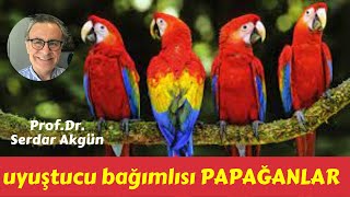 Uyuşturucu Afyon Bağımlısı Papağanlar Sağlık Videoları ProfDrSerdar Akgün [upl. by Eilagam38]