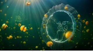 Young Hero Saves 24 Jellyfish Meet the Kid Who Saved 24 Jellyfish An Underwater Heros Journey🐡 [upl. by Zebapda]