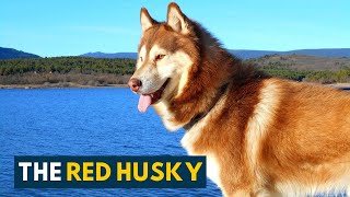 Red Husky 10 Amazing Facts About The Gorgeous Siberian Husky Dog [upl. by Siraf]