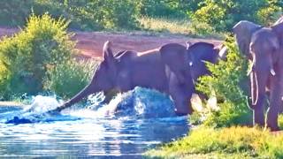 Crocodile Tries Taking Down 5 Elephants [upl. by Hubsher]