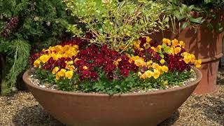 How to plant up a container containergardening containergarden gardenideas gardentips [upl. by Snowber]