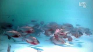 River Monsters Bathing with Piranhas HD [upl. by Anieral994]