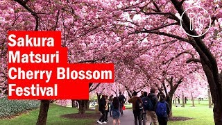 Cherry Blossom Festival at the Brooklyn Botanic Gardens [upl. by Saiasi]