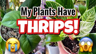 THRIPS How To Identify Treat and Prevent Thrips on Houseplants [upl. by Larry17]