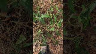 Earleaf greenbrier Smilax auriculata in Florida [upl. by Aniham]