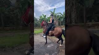 Los mejores caballos paso fino colombia pasofinocolombiano parati caballoscolombianos [upl. by Yenohtna]