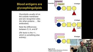 Lecture 211 The Biochemistry of Membranes [upl. by Eetsirk]