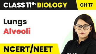 Lungs Alveoli  Breathing and Exchange of Gases  Class 11 BiologyNEETAIIMS [upl. by Yeaton]