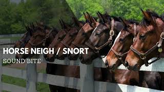 Horse Neigh  Snort Sound Effect  Animal Audio Clips amp Sound Bites  Clean Sound Clips [upl. by Mima306]