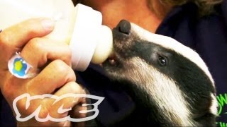 Cute Baby Badgers  The Cute Show [upl. by Xineohp]