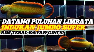 PANENN‼️REVIEW LIMBATA JUMBO DORSAL BIRU RIM TEBAL [upl. by Aeynod]