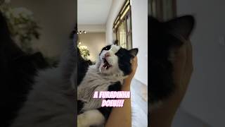 Tadinho do Mimi A furadinha DOEU cat videoviral gatos gatinhosfofinhos pets [upl. by Ennaylil718]