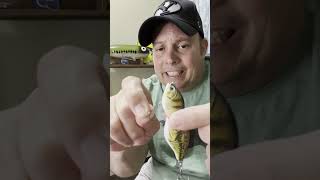 Crazy Weird Bass Lure fishing bassfishing fishingvideo [upl. by Atelokin]