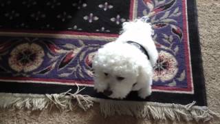 Cute bichon frise a crying like a baby [upl. by Hairej226]