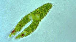 Euglena  Longitudinal binary fission [upl. by Buckie]