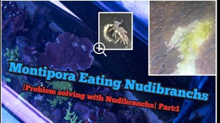 🚫DESTROYING🚫 montipora🪸eating Nudibranchs  Nudibranchs and problems Part1 [upl. by Htebaile]