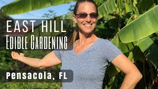 Front Yard Food Forest Tour in Pensacola [upl. by Willem]