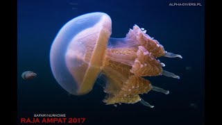 Nurkowanie RajaAmpat Jellyfish Lake  ALPHADIVERS 2017 [upl. by Mahsih]