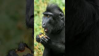 Crested Macaque Celebes Crested Macaque Macaca nigra  Observed in Description [upl. by Eadas]