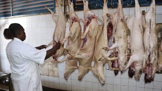 AïdelKébir 2024  la traque des abattoirs clandestins sorganise [upl. by Anerys]