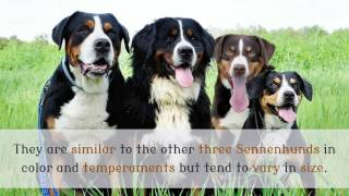 11 Things You Should Know About Entlebucher Mountain Dog [upl. by Sedaiuqlem218]