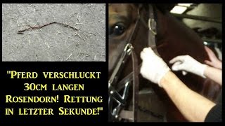 Pferd vor ersticken gerettet 30cm langer Dorn im Schlund [upl. by Yoral]