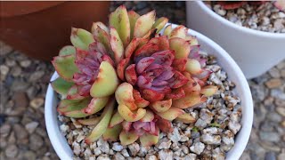 Echeveria Hera  Growing Succulents with LizKreate [upl. by Nelrah363]