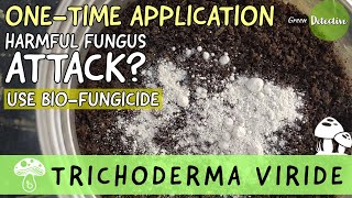 How to Use Trichoderma Viride BioFungicide in Garden  Organic Protection for Plants ENGLISH [upl. by Hawthorn]