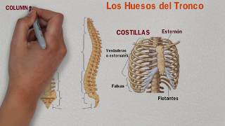 🔵 HUESOS del TRONCO 👆 HUESOS del TÓRAX  Columna Vertebral y Costillas ✔️ [upl. by Rooke418]