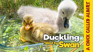 Duckling thinks Baby Swan is her Mom [upl. by Gwendolen579]